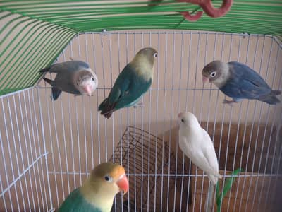 love birds with cage