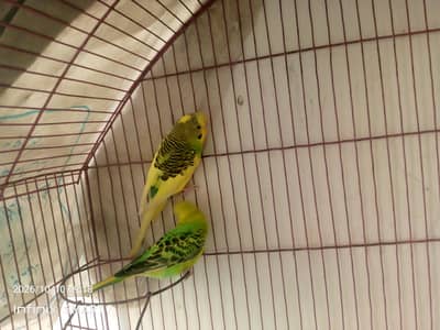 Budgeri pair Bareedar