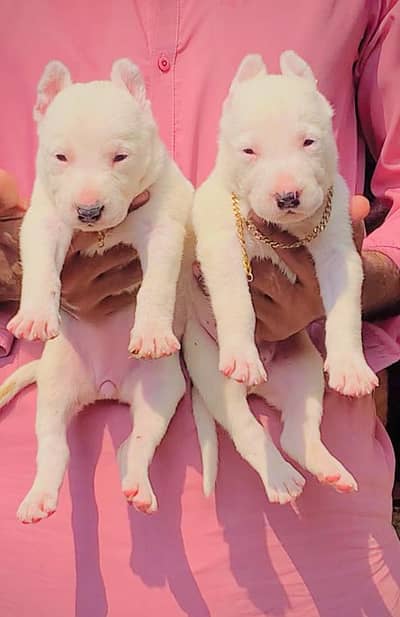 gultair dog | Kohati gultair dog | Kohati gultair | security dog