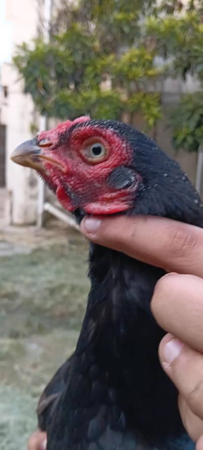 aseel mianwali murgi 1 dafa chuze nikal chuki he