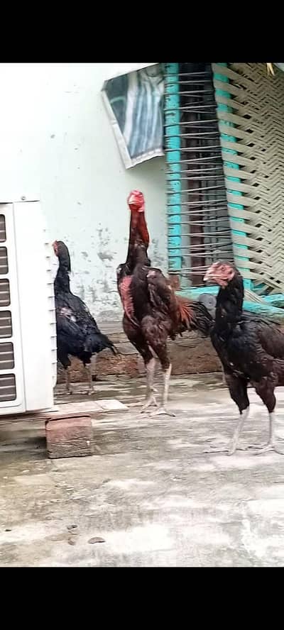 Pure Thai X Burmi cross pair