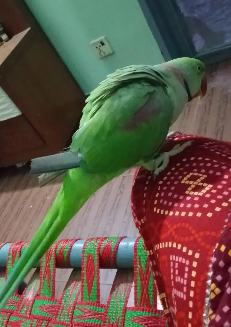 no bite and playful. sweet talking — photo 2