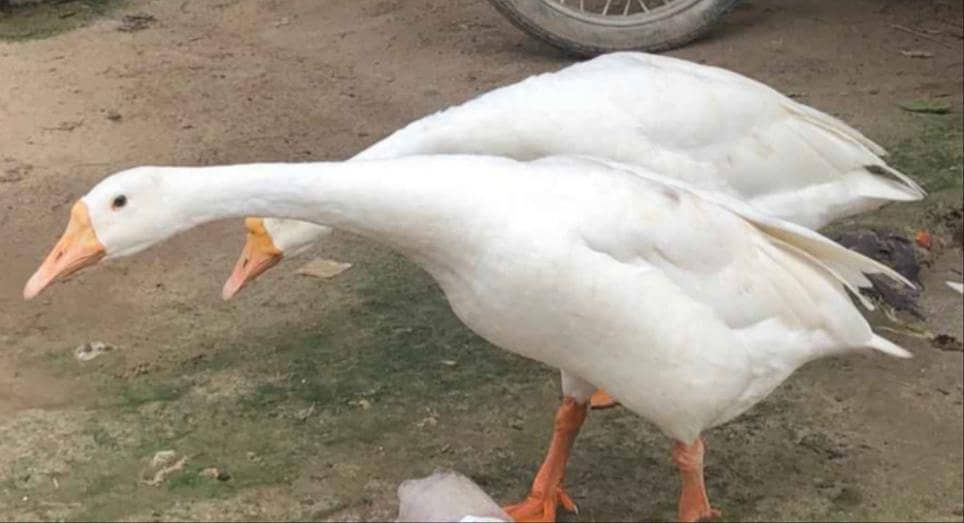 فل بریڈر بطخیں برائے فروخت 0