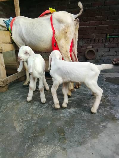 urgent sale 1 goat with 2 male halthy active Goats in shahdra Lahore