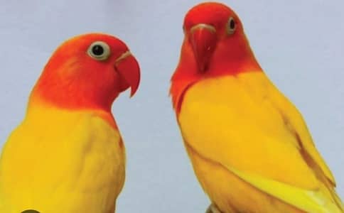 breeder pair
