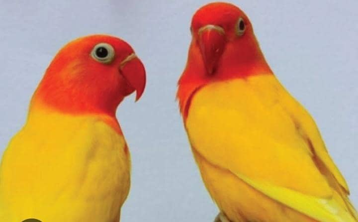 breeder pair 0