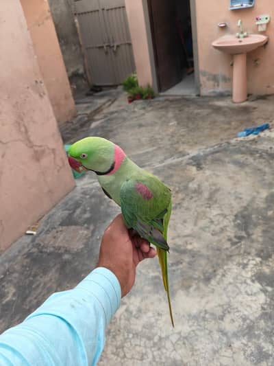 Raw Talking Parrot for sale only 28k