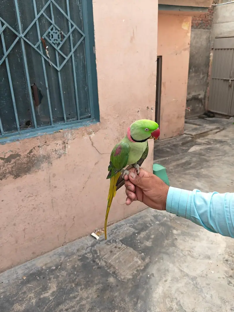 Raw Talking Parrot for sale only 28k — photo 2