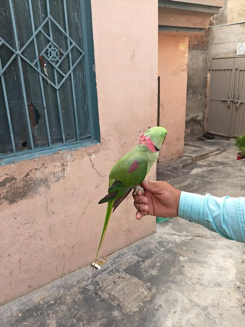 Raw Talking Parrot for sale only 28k — photo 3