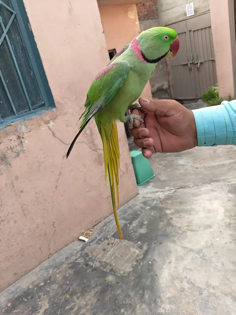 Raw Talking Parrot for sale only 28k — photo 4