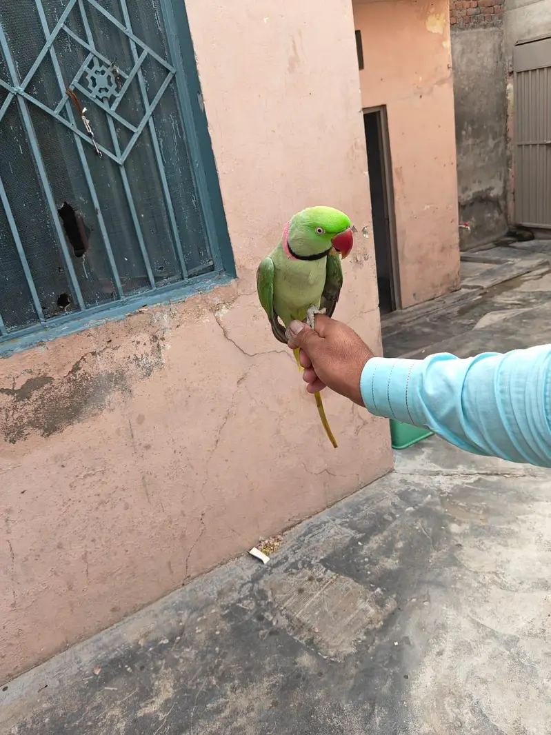 Raw Talking Parrot for sale only 28k — photo 5