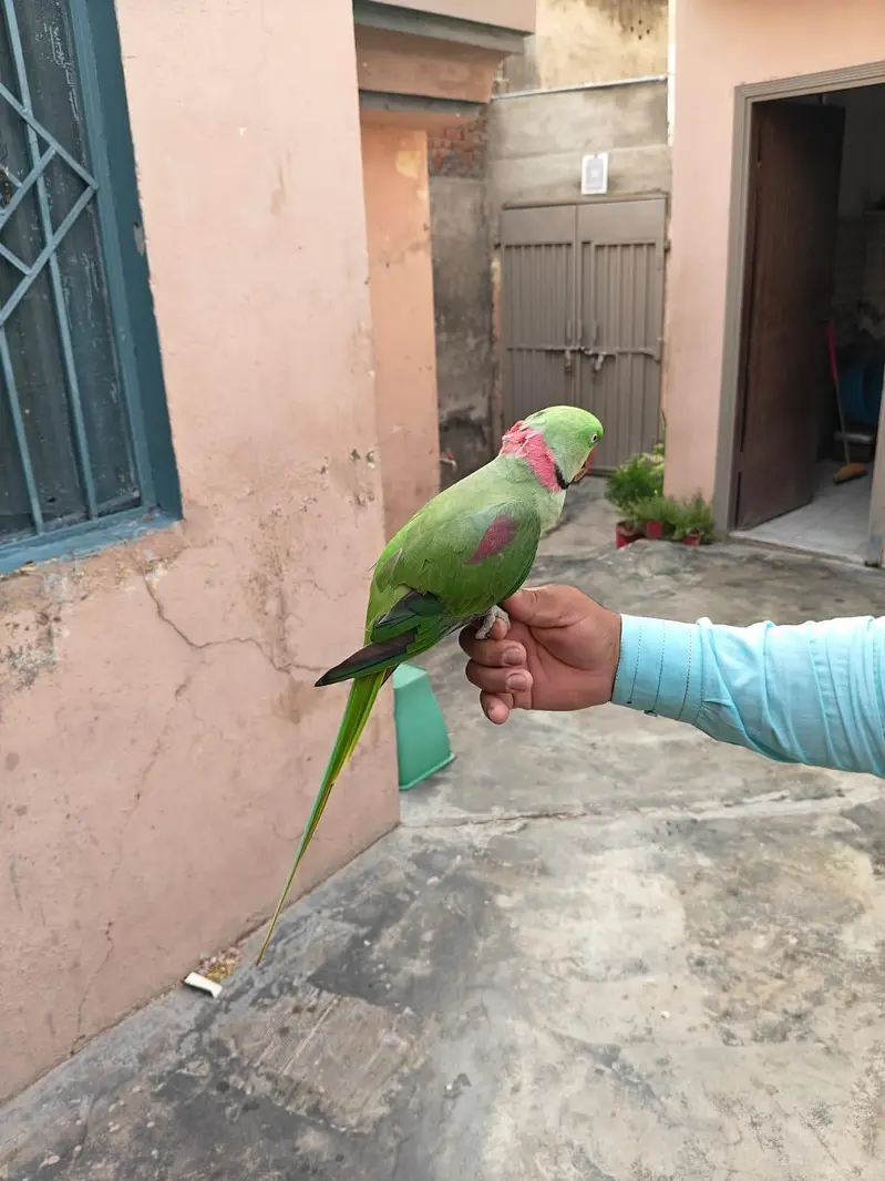Raw Talking Parrot for sale only 28k — photo 6
