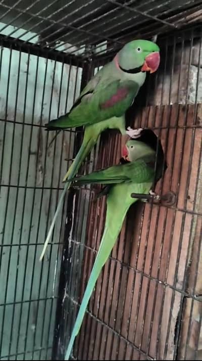 breader RAW pair