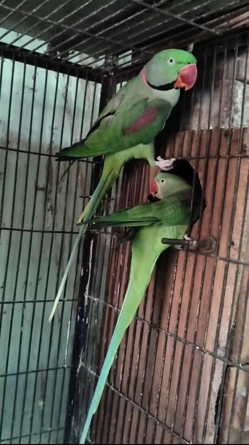 breader RAW pair 0