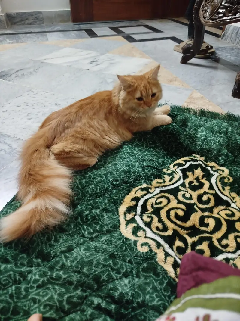 Persian double coat — photo 3