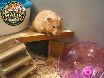 Hamesters High Quality Available