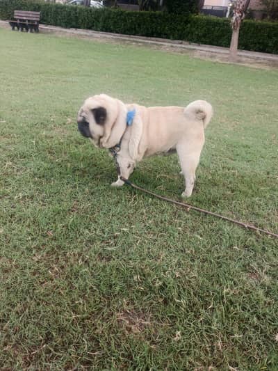 Scotish Family Pug Toy Dog