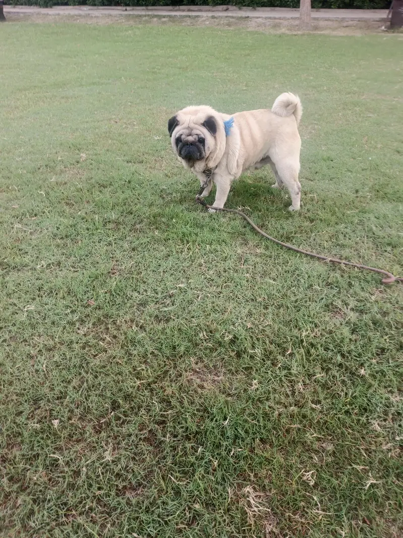 Scotish Family Pug Toy Dog — photo 2