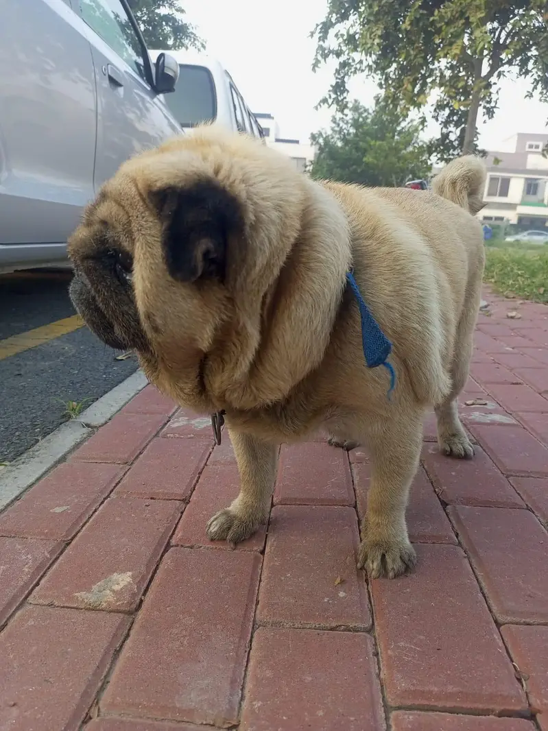 Scotish Family Pug Toy Dog — photo 3