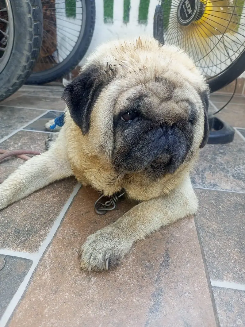 Scotish Family Pug Toy Dog — photo 4