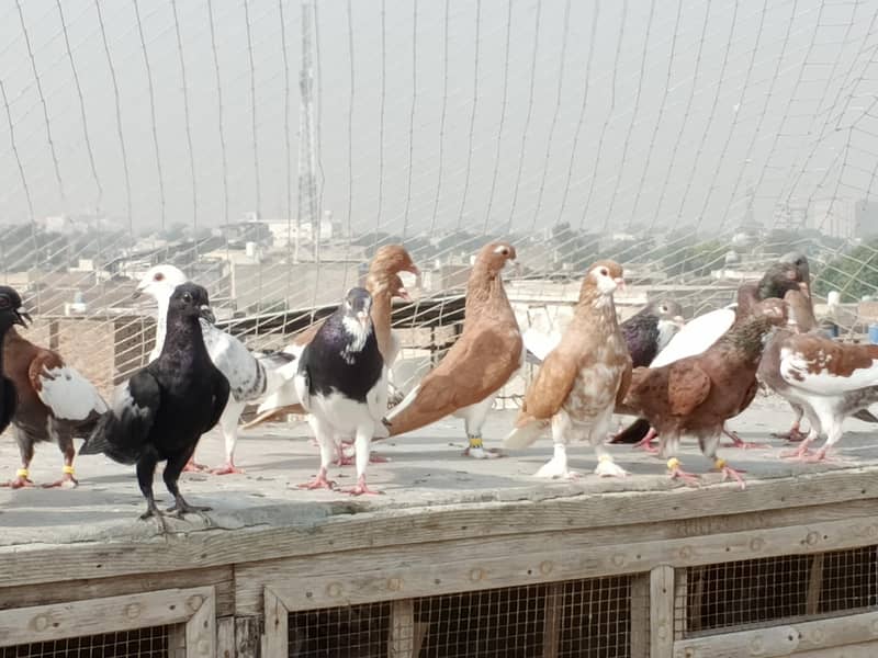 kabutar (Pigeon) 0