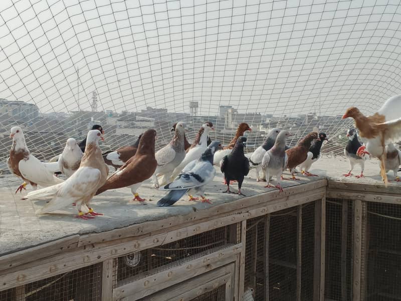 kabutar (Pigeon) 1