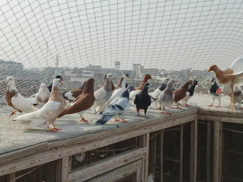 kabutar (Pigeon) — photo 2