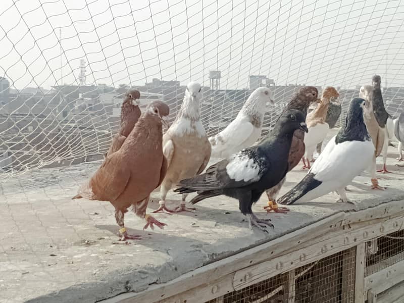 kabutar (Pigeon) 2