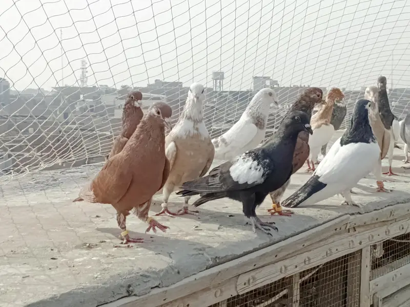 kabutar (Pigeon) — photo 3