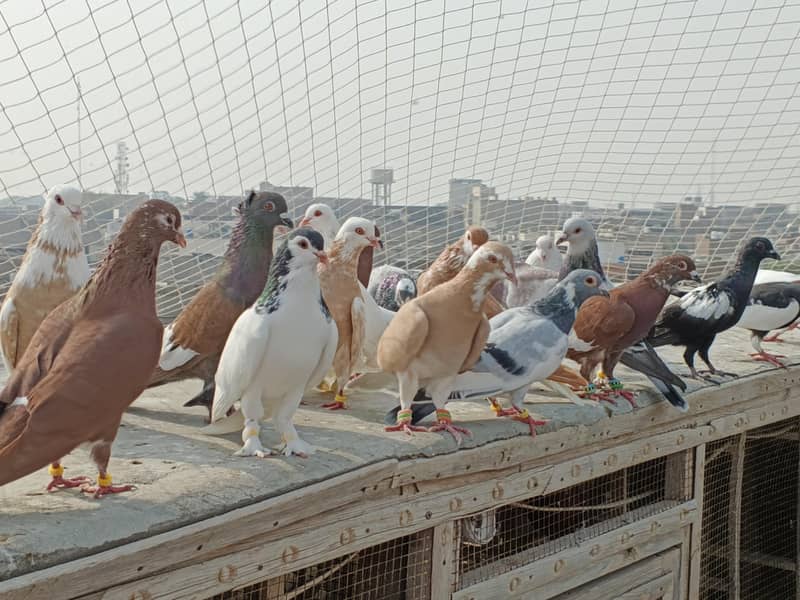 kabutar (Pigeon) 3