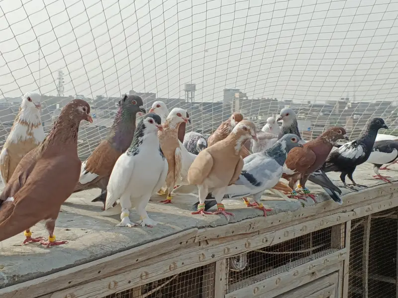 kabutar (Pigeon) — photo 4