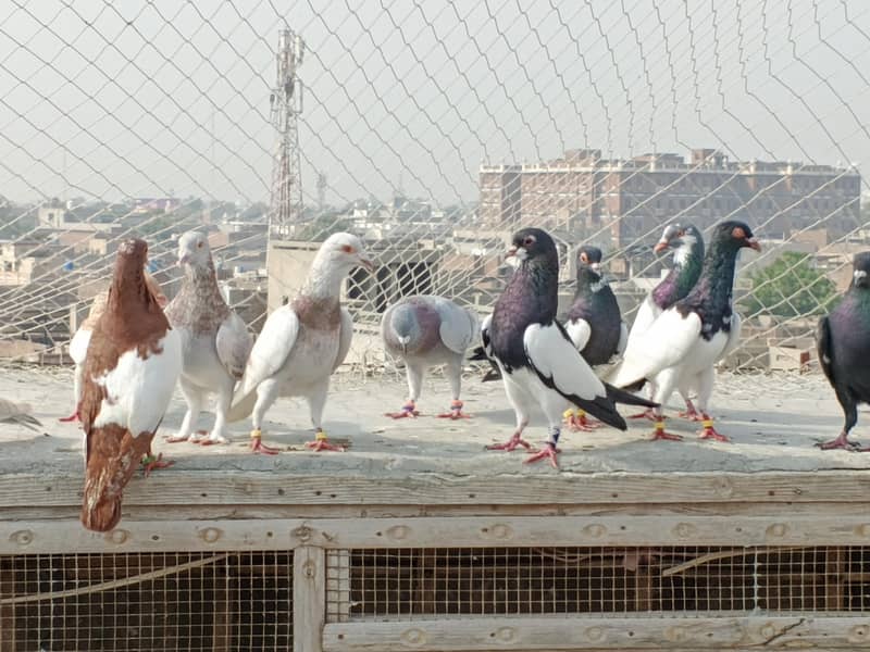 kabutar (Pigeon) 4