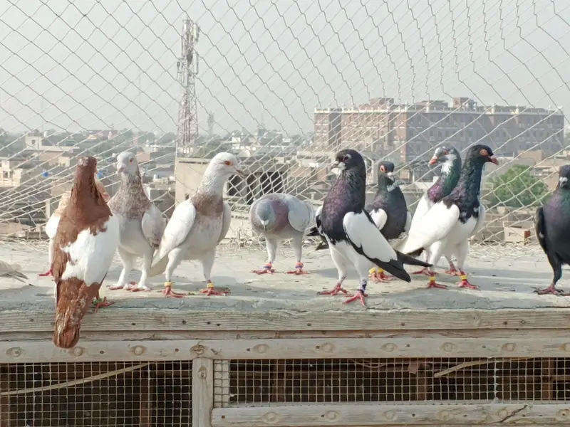 kabutar (Pigeon) — photo 5