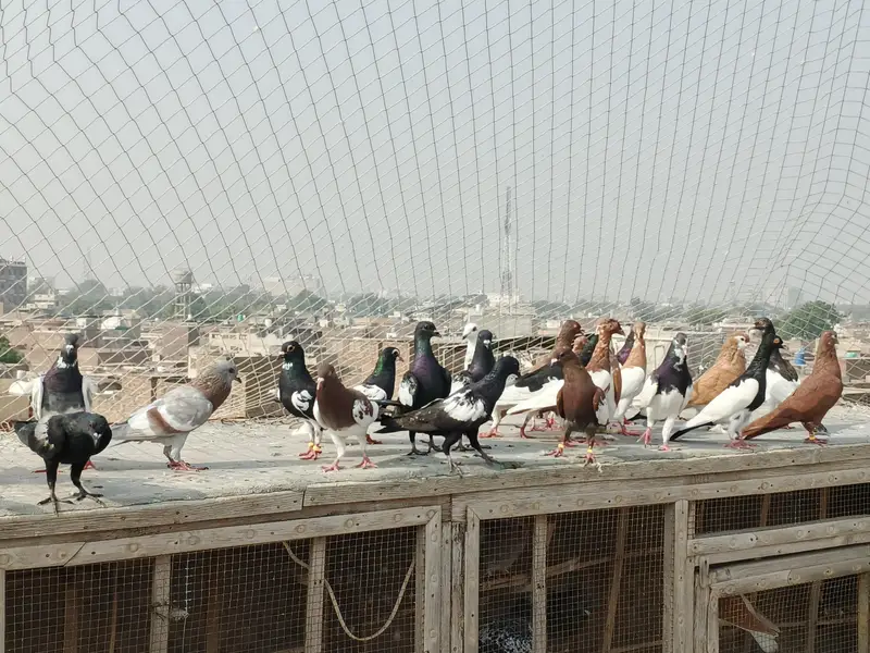 kabutar (Pigeon) — photo 6