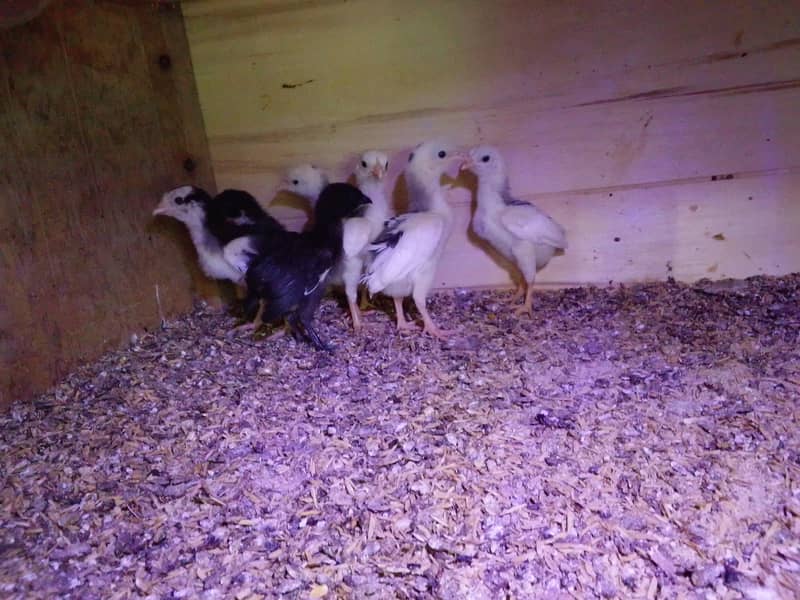 aseel chick's 1
