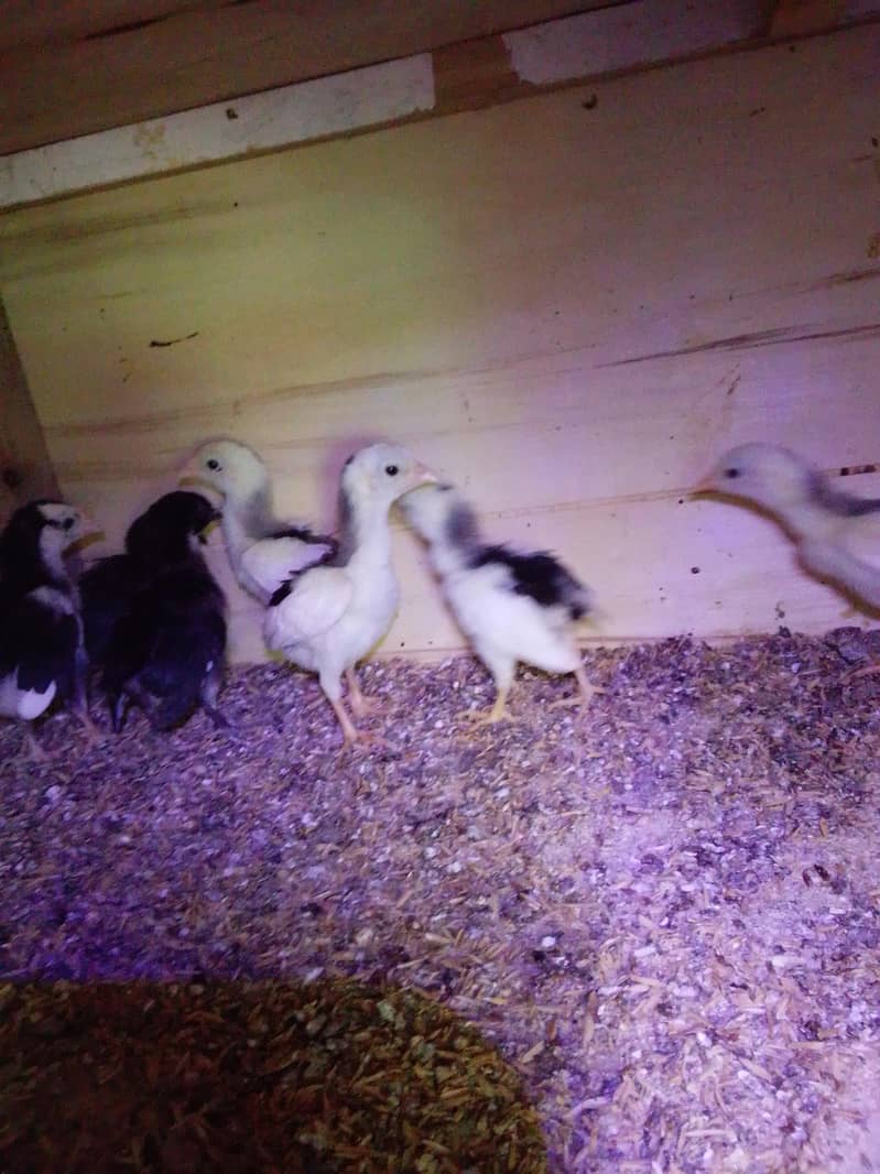 aseel chick's 2