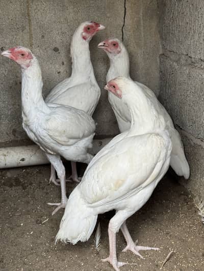 heera female pure white breed