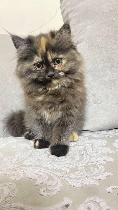 Persian kitten