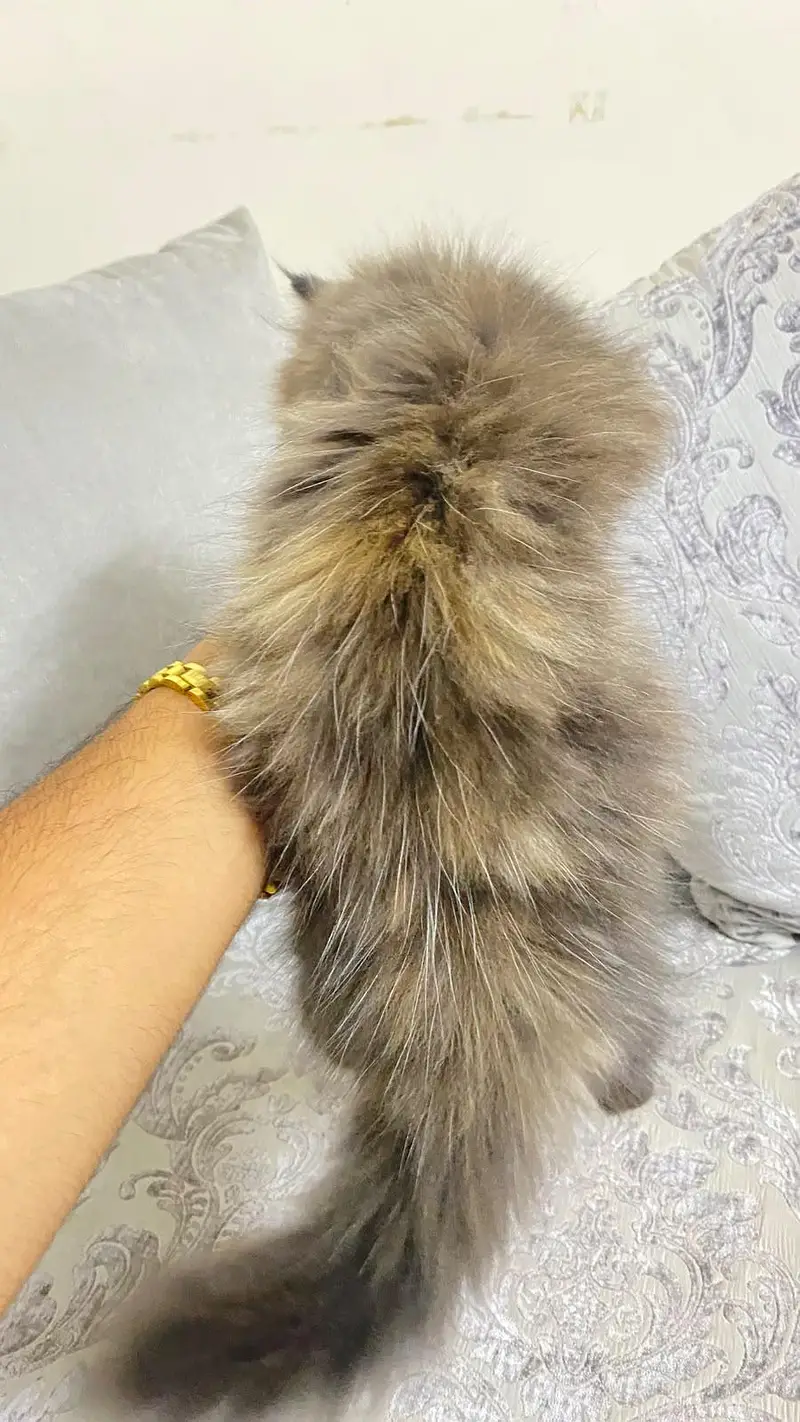 Persian kitten — photo 2