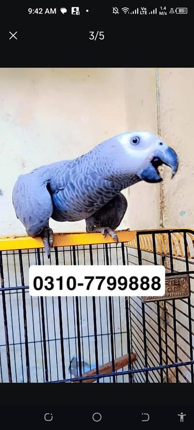 congo african grey parrot read description