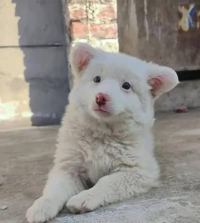 russian puppy dog for sale cargo delivery valuable hai