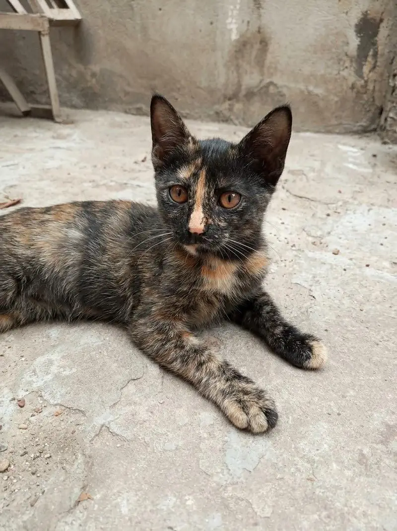 tamed cats — photo 2
