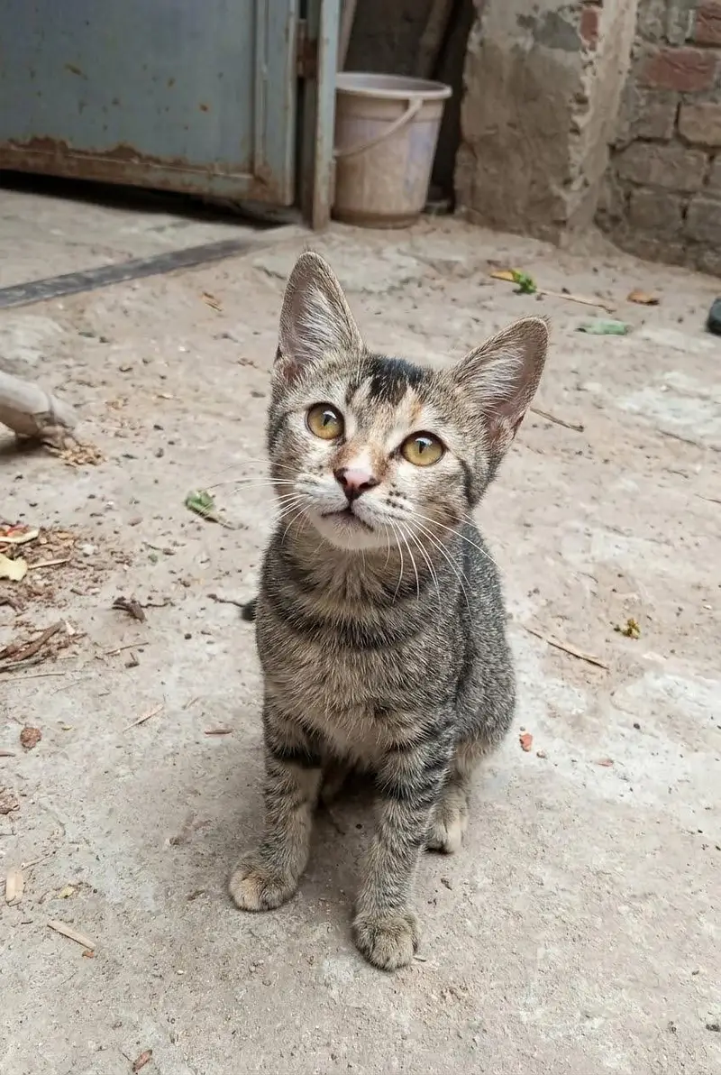 tamed cats — photo 4