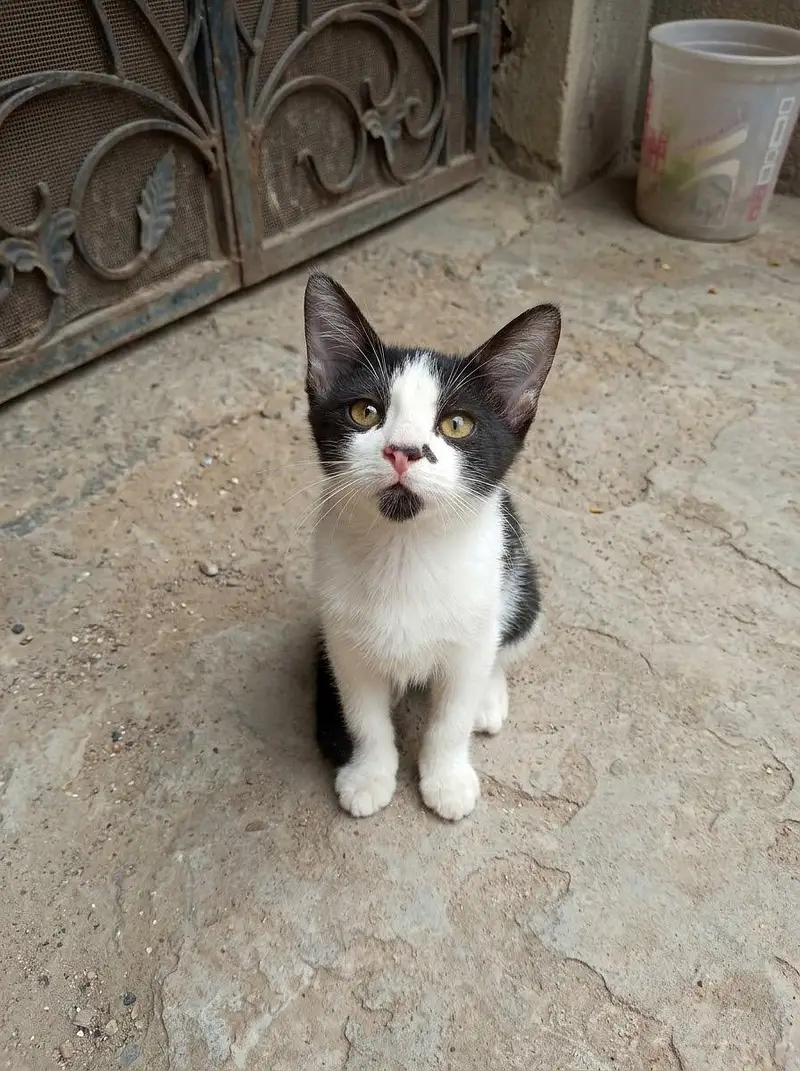 tamed cats — photo 7