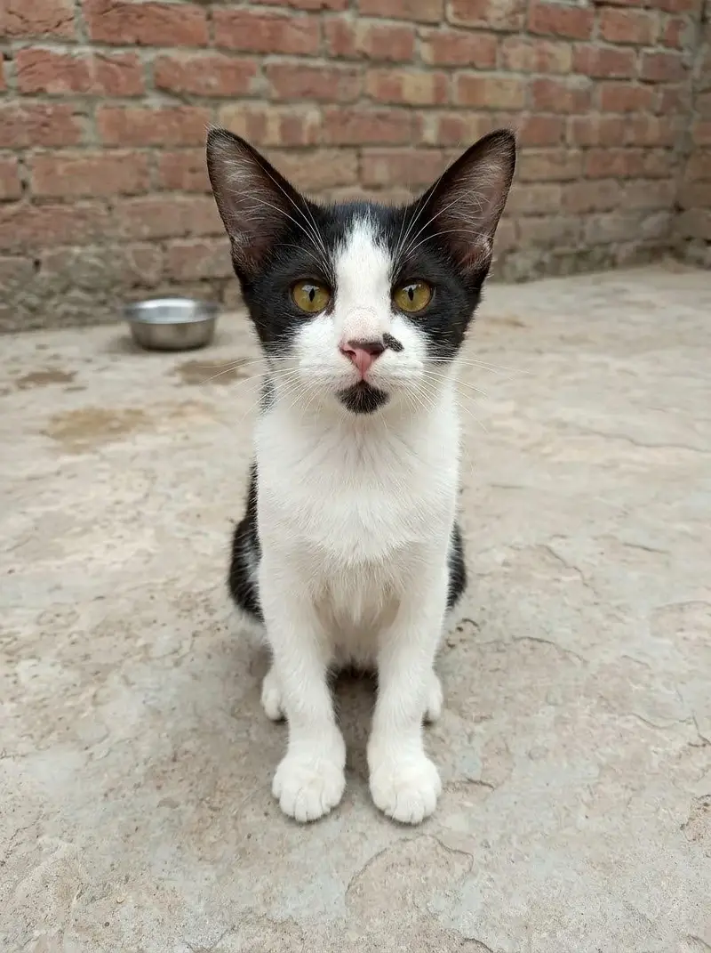 tamed cats — photo 8