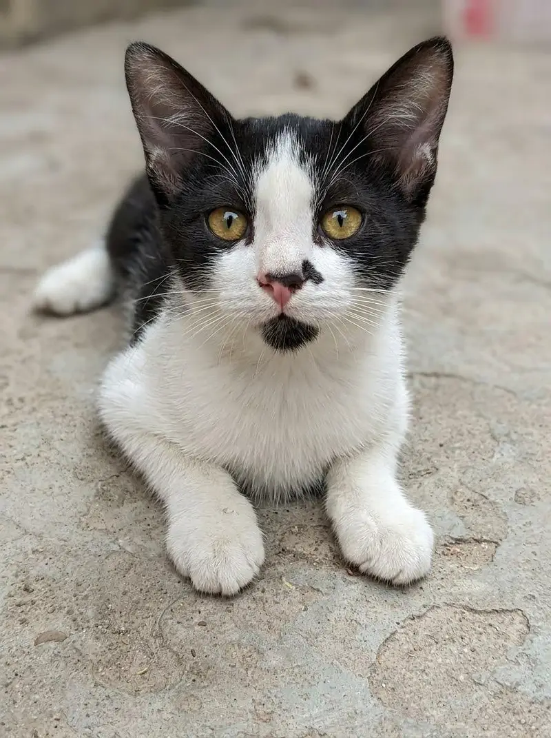 tamed cats — photo 9