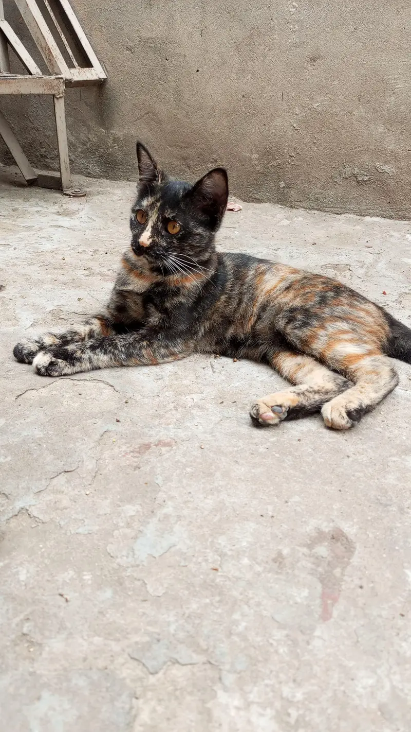 tamed cats — photo 11