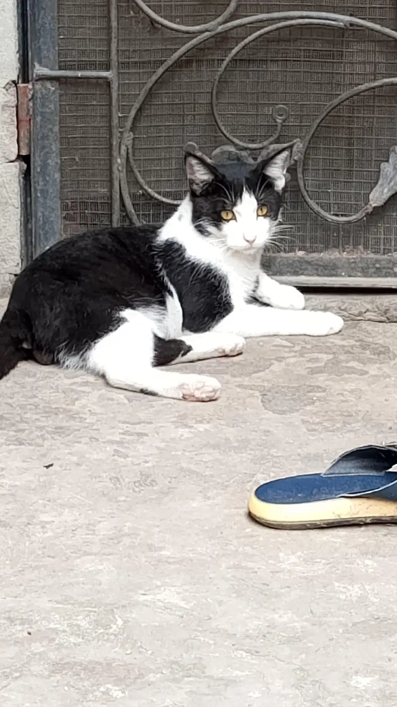 tamed cats — photo 12