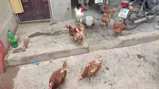 Lohmann brown for sale