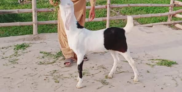 bakra for sale call me 03263223419